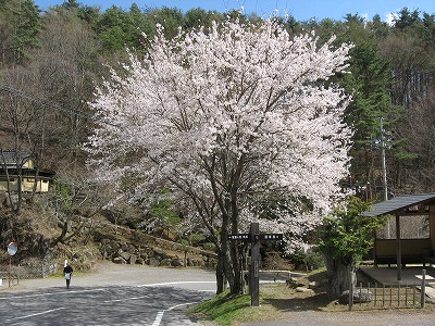 ■周辺の「お花」情報■常盤館の桜、まだ見ごろです